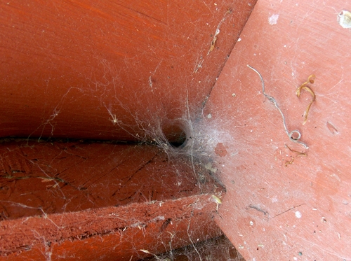 spiders02