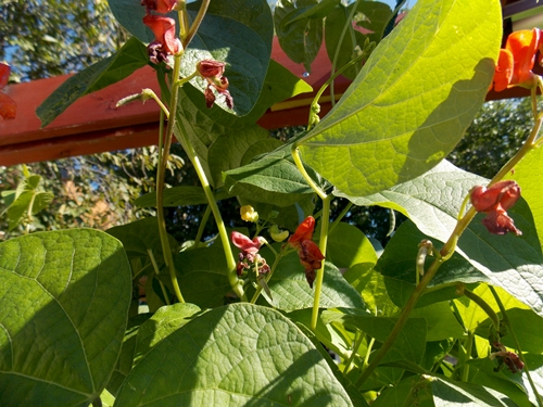 14-09-beans02