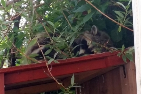 17-07-raccoon03