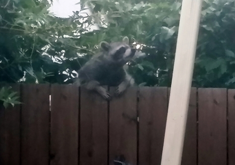 17-07-raccoon04